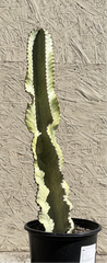 Euphorbia ammak variegated