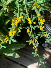 plant material shot