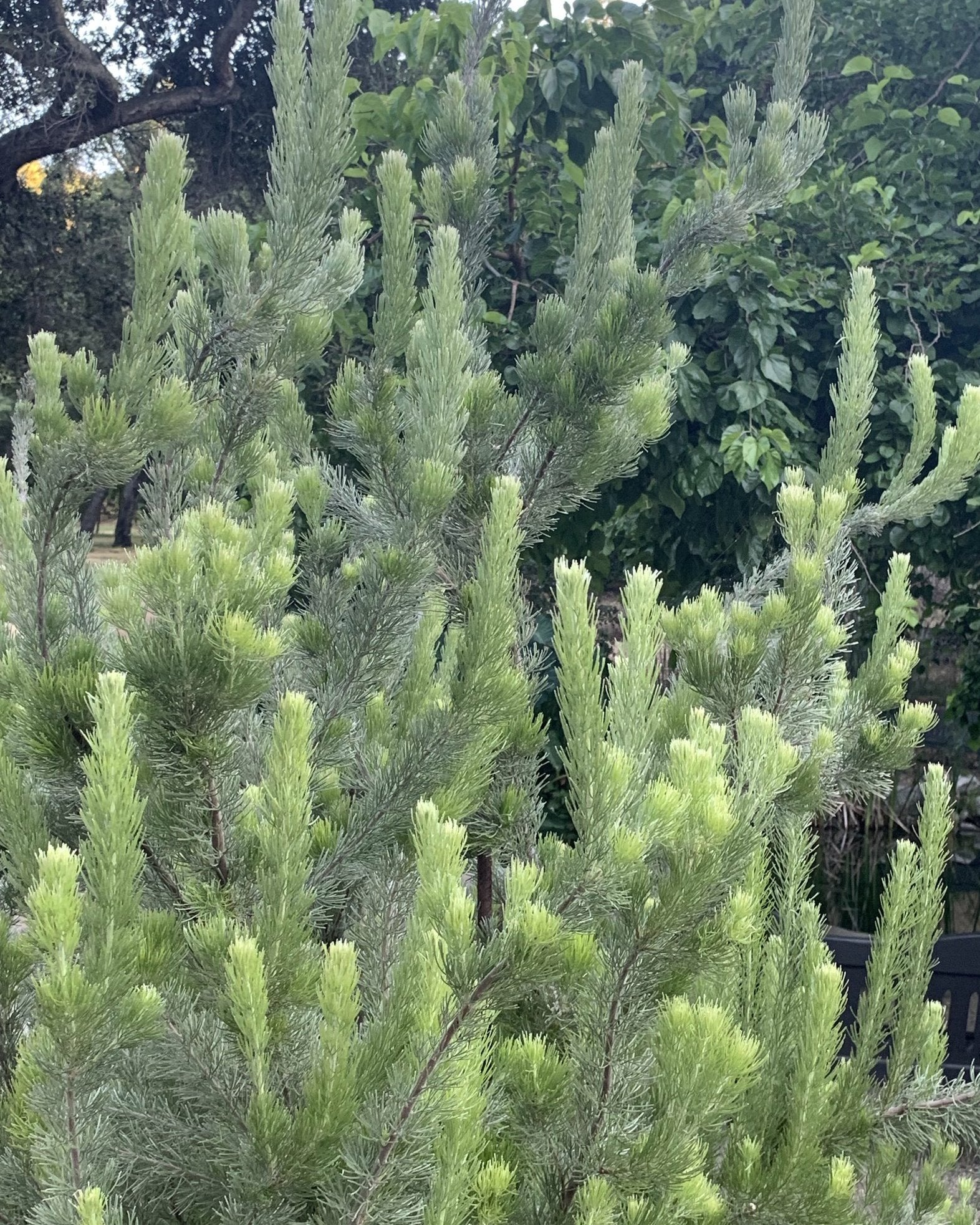 plant material shot