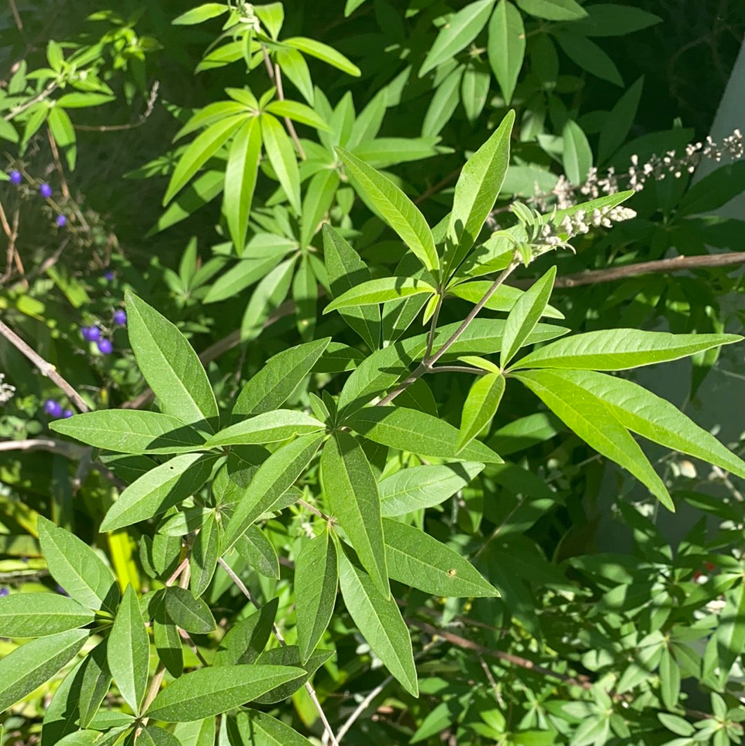 Vitex Tree Form Vitex Leaf