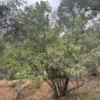 Heteromeles arbutifolia, Toyon Mature in Nature by Plant Mateiral
