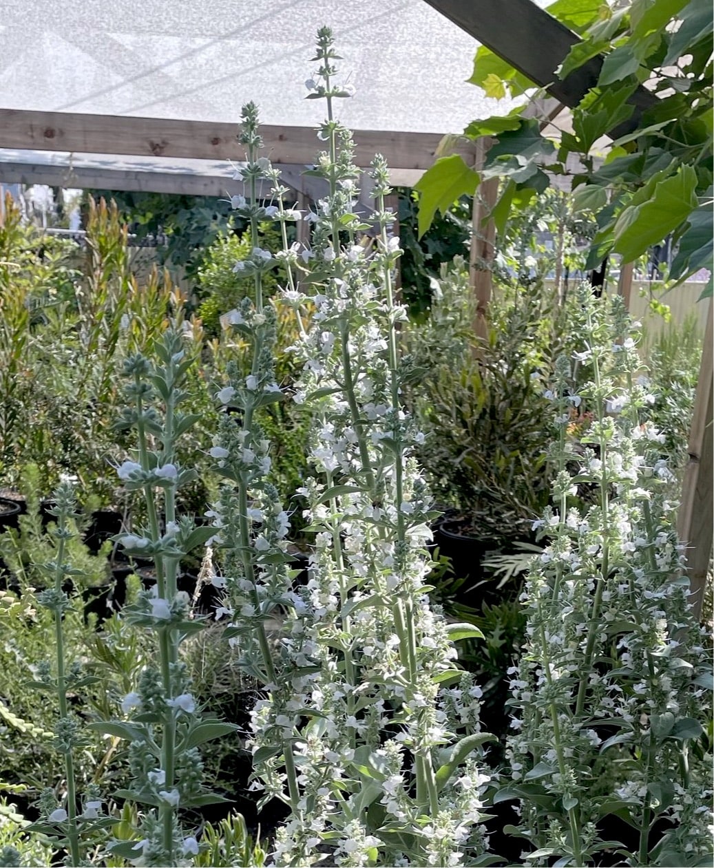 Salvia apiana, white sage white flowers