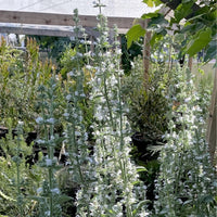 Salvia apiana, white sage white flowers