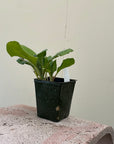 Organic Borage  - Please call shop for availability