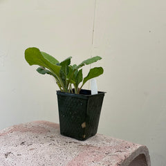 Organic Borage  - Please call shop for availability
