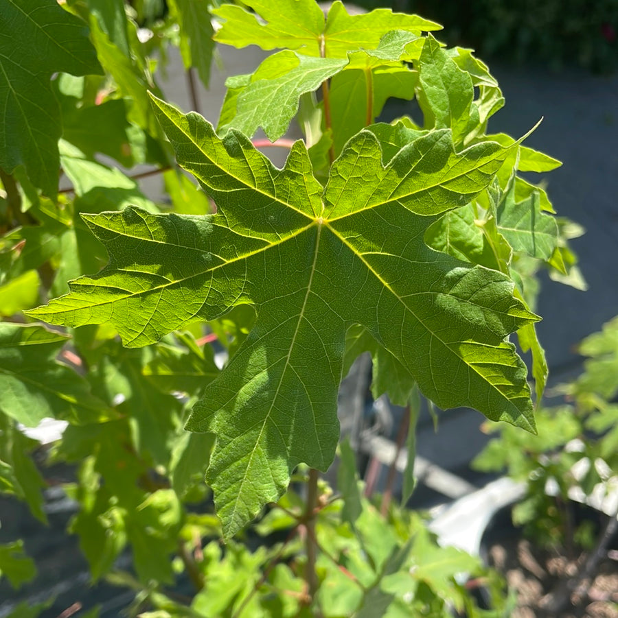 Acer macrophyllum, Big Leaf Maple