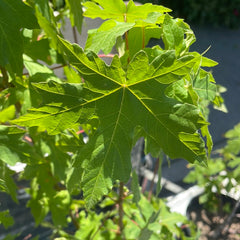Acer macrophyllum, Big Leaf Maple