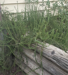 Eriogonum fasciculatum ‘Theodore Payne’