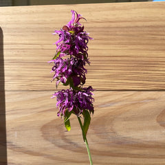 Organic Lemon Bee Balm - Please call shop for availability
