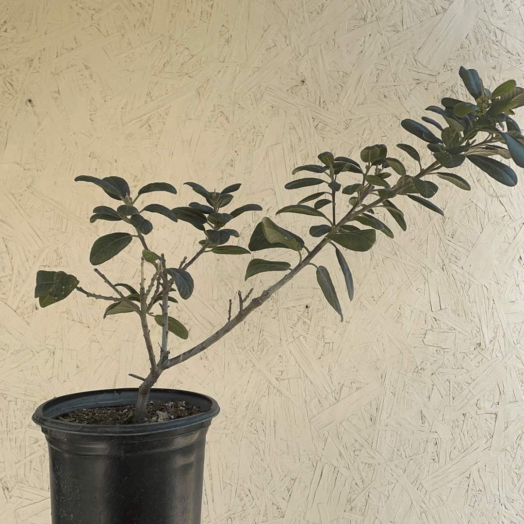 Frangula californica 'Leatherleaf' (coffeeberry)