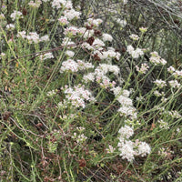 Eriogonum fasciculatum, California buckwheat Flowers