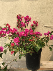Bougainvillea