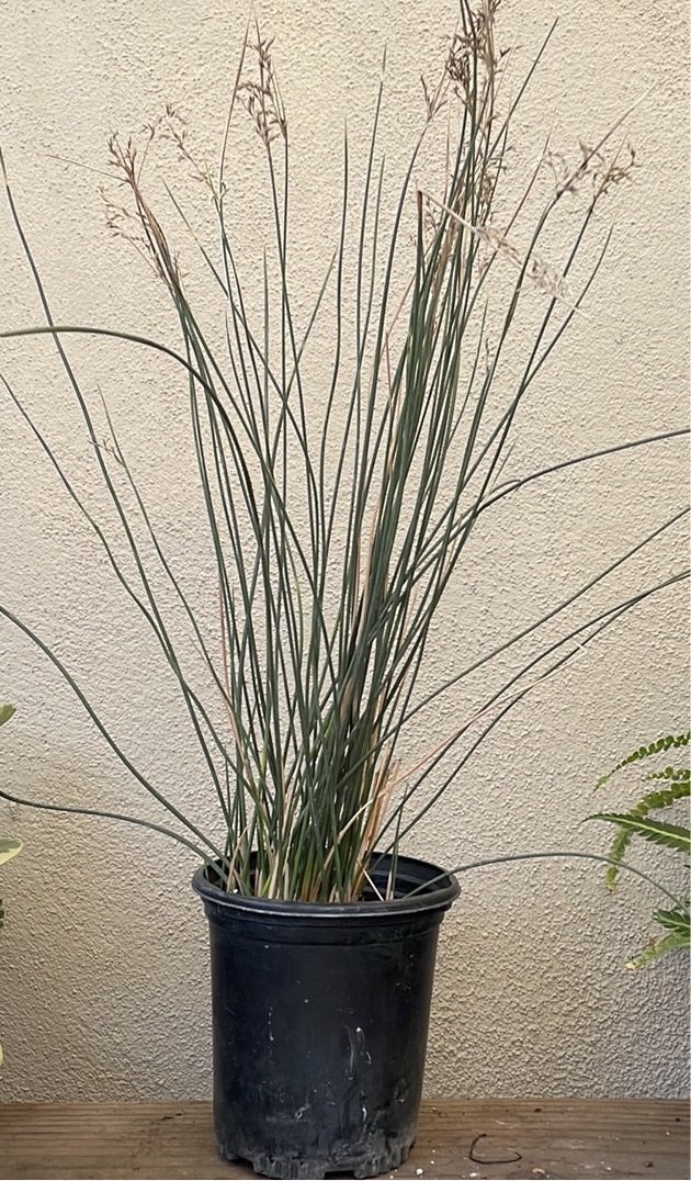 Juncus textilis (Basket Rush) – Plant Material