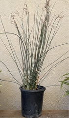 Juncus textilis (Basket Rush)