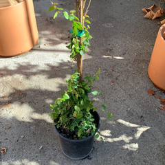 Ficus pumila ‘creeping fig’