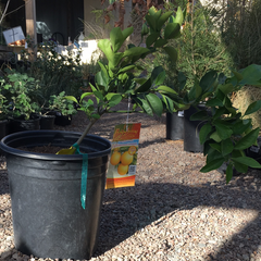 Valencia Orange, semi-dwarf