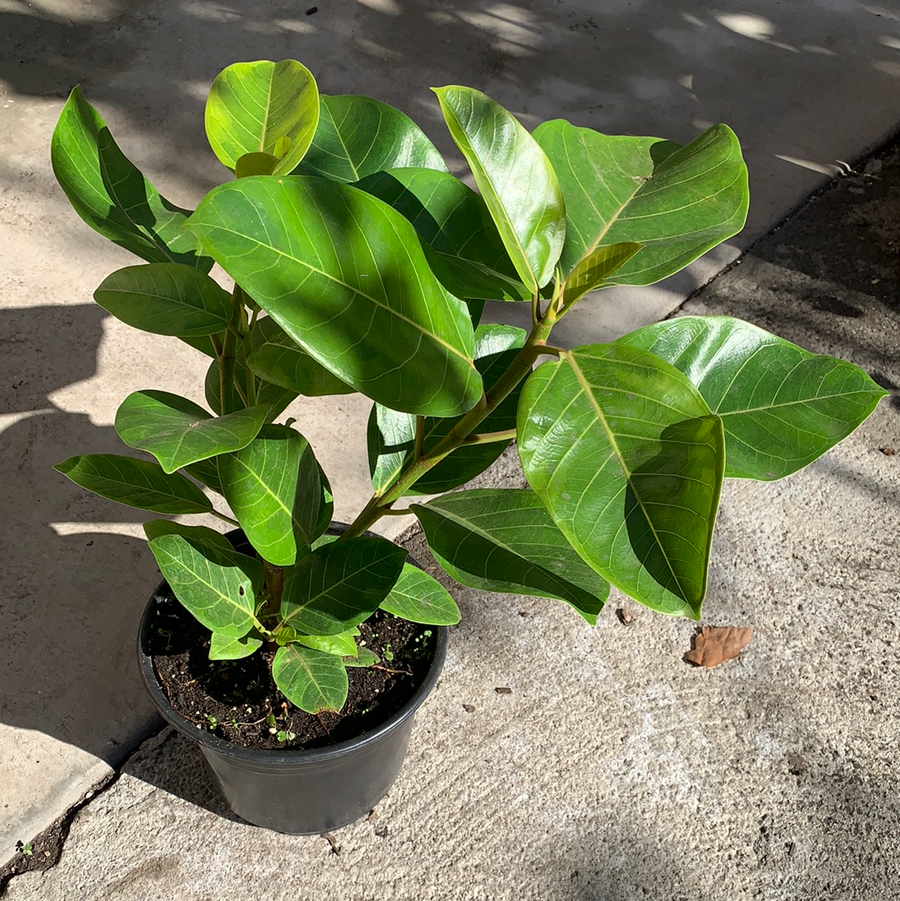 Ficus altissima