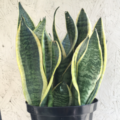 Sansevieria futura superba