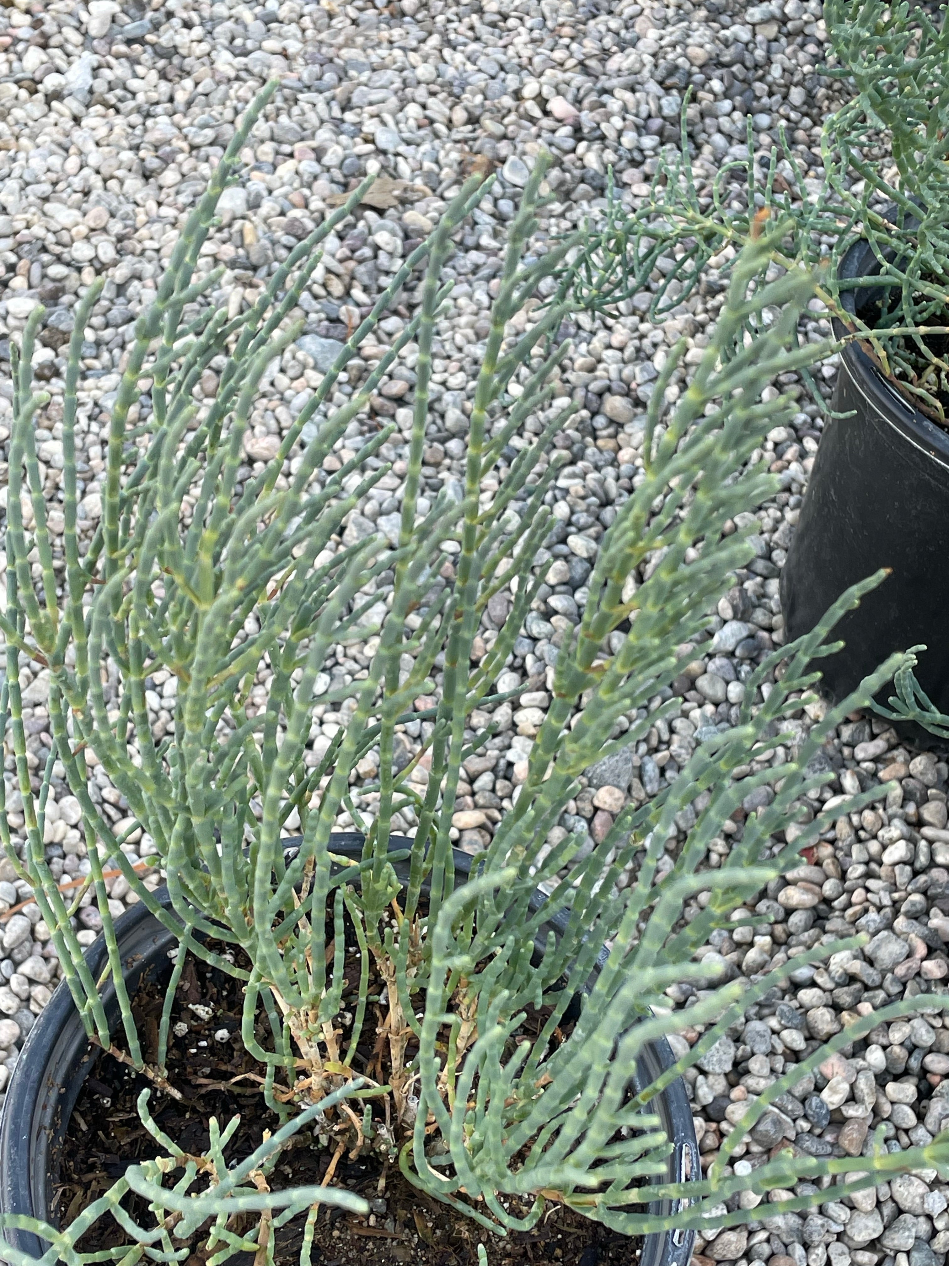 Salicornia pacifica, Pickleweed – Plant Material