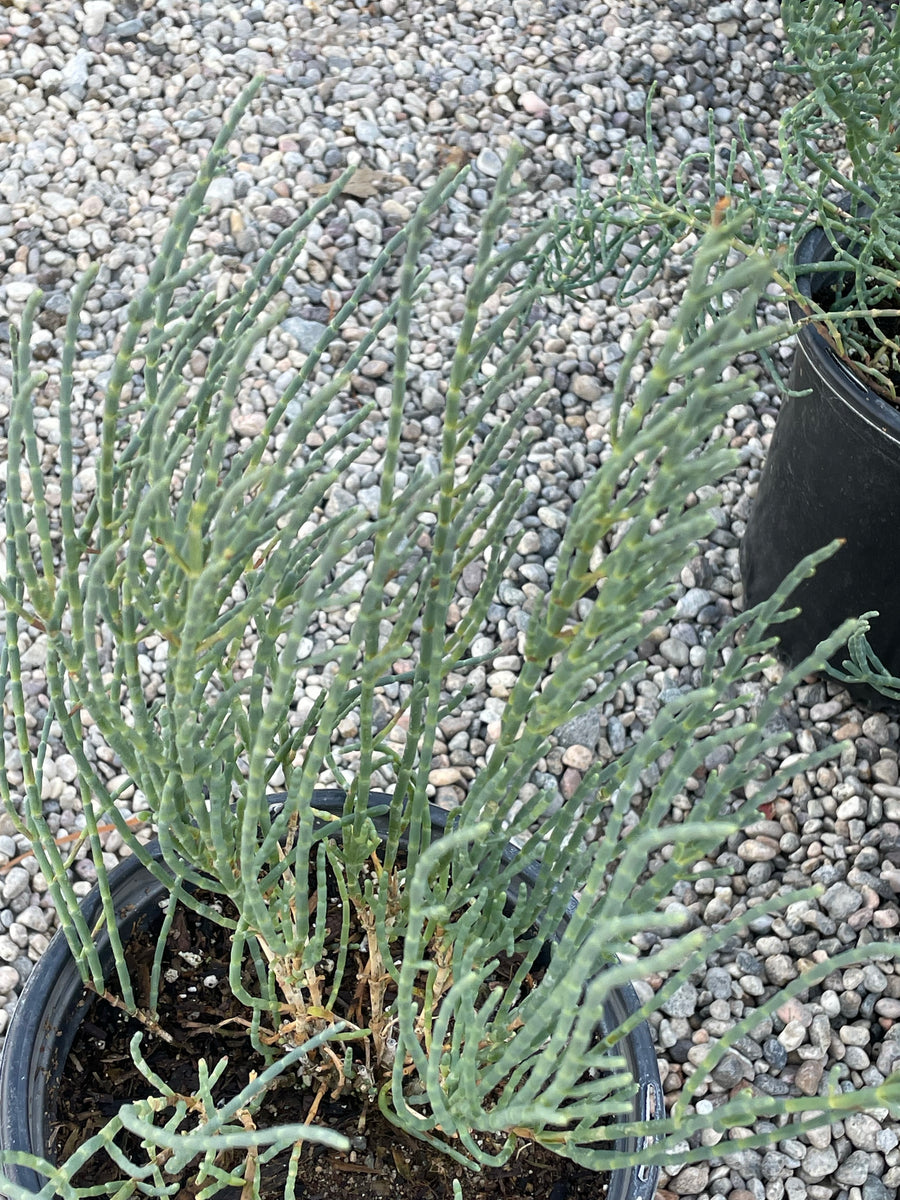 Salicornia pacifica, Pickleweed