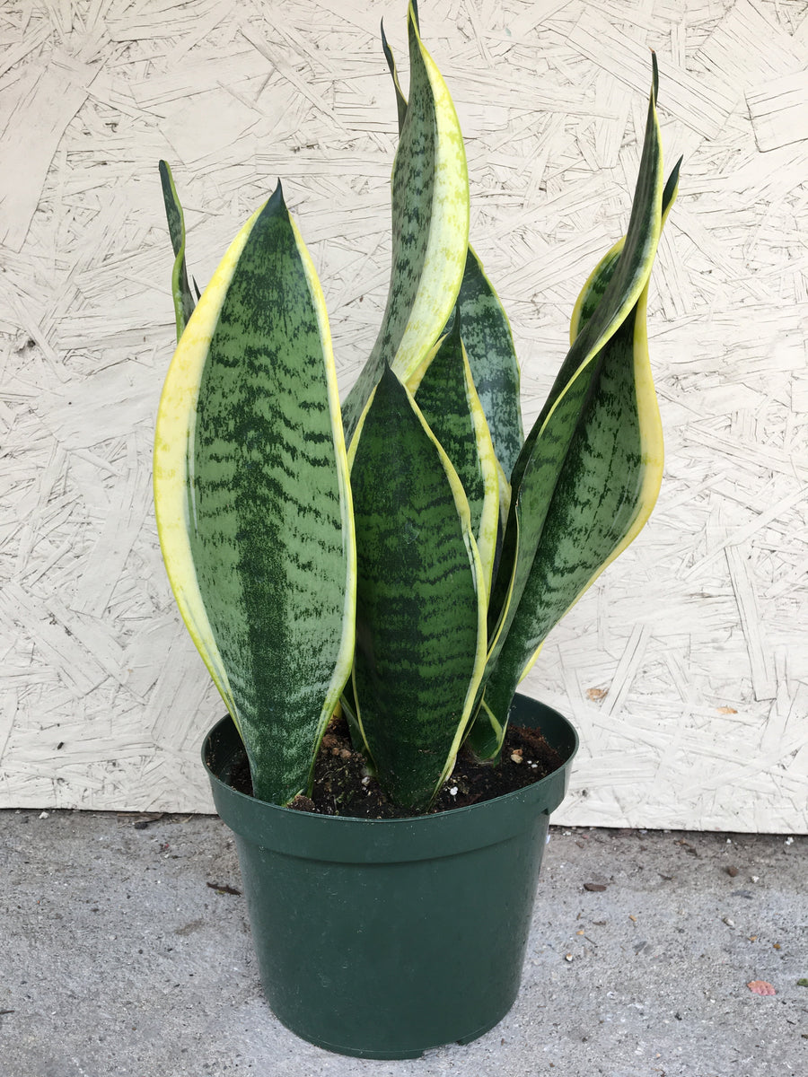 snake plant with round leaves Sansevieria trifasciata Black Gold Broad Leaf (snake plant) – Plant Material