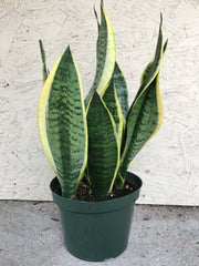 Sansevieria trifasciata Black Gold Broad Leaf (snake plant)