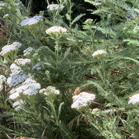 Achillea millefolium, Common yarrow Flowers and Foliage by Plant Material
