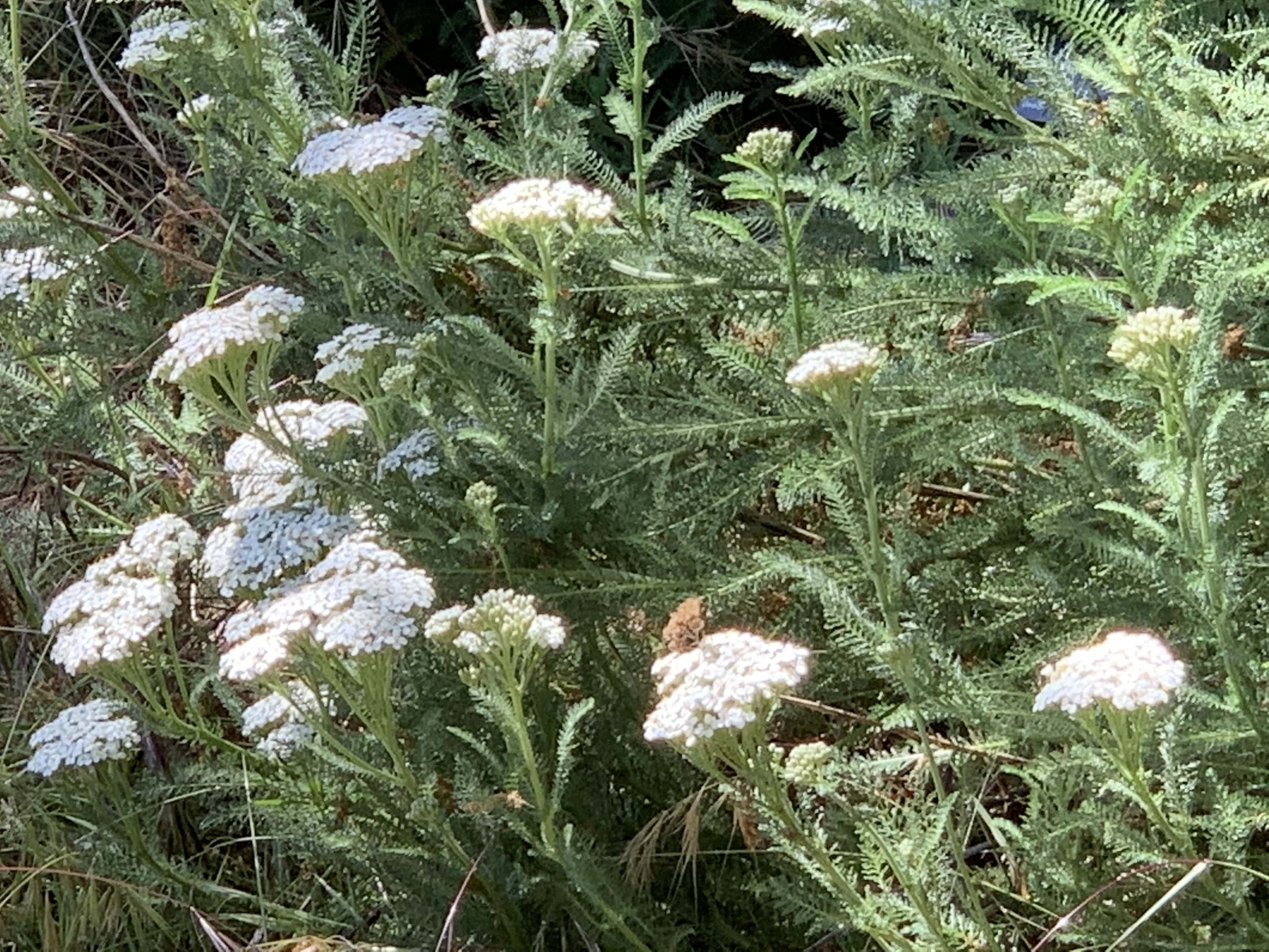 Achillea millefolium, Common Yarrow – Plant Material