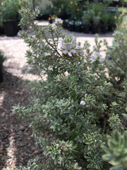 Westringia  fruticosa ‘Smokey’, Smokey - Coast Rosemary