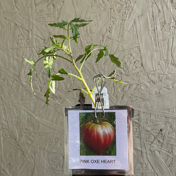 Organic Orange Oxheart Tomato