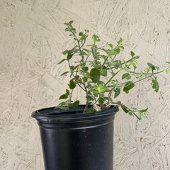 Solanum xantii 'Mountain Pride'