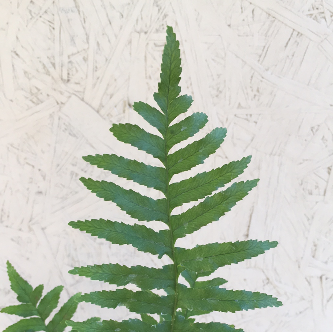 Polypodium californicum, California Polypody