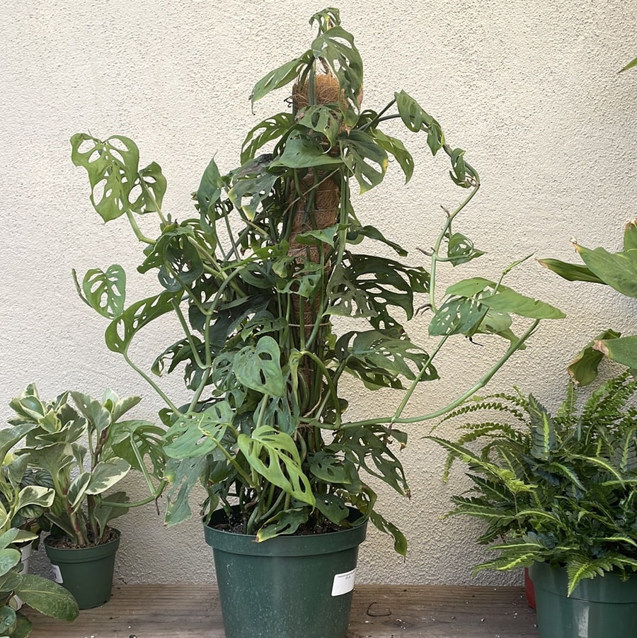 swiss cheese philodendron light Philodendron adansonii 'Swiss Cheese'