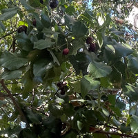 Prunus ilicifolia ssp. Lyonii, Catalina Island Cherry