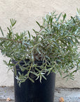 Leucadendron meridianum More Silver