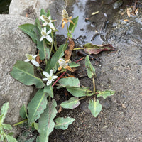 Anemopsis californica, Yerba Mansa flowweing in pond