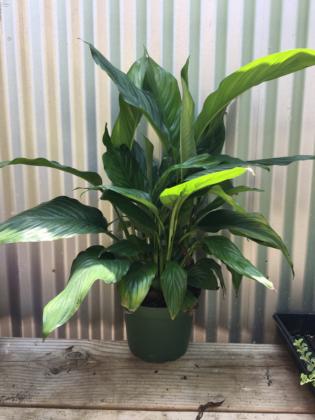 Spathiphyllum (peace lily)