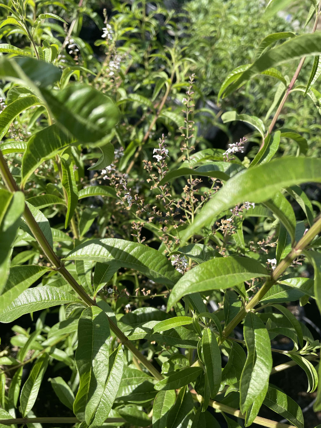 Aloysia triphylla (Lemon Verbena) plant