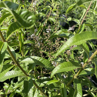 Aloysia triphylla (Lemon Verbena) plant