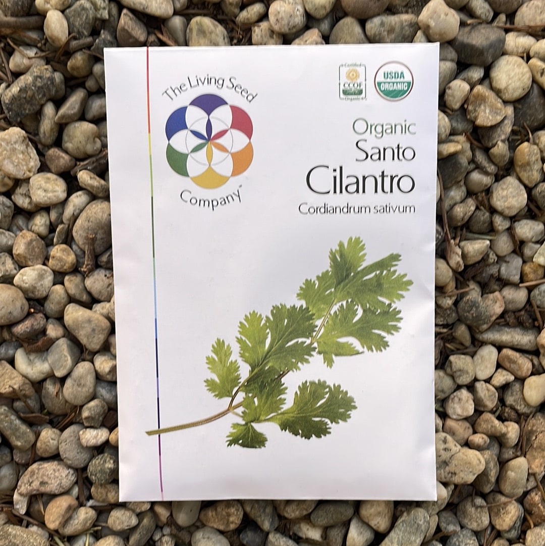 Organic Cilantro - Coriandrum sativum Seed Pack