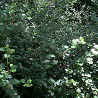 Ribes viburnifolium, Evergreen Currant Nature Shot by Plant Material