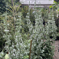 California Native Salvia apiana, white sage 