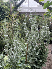 California Native Salvia apiana, white sage 