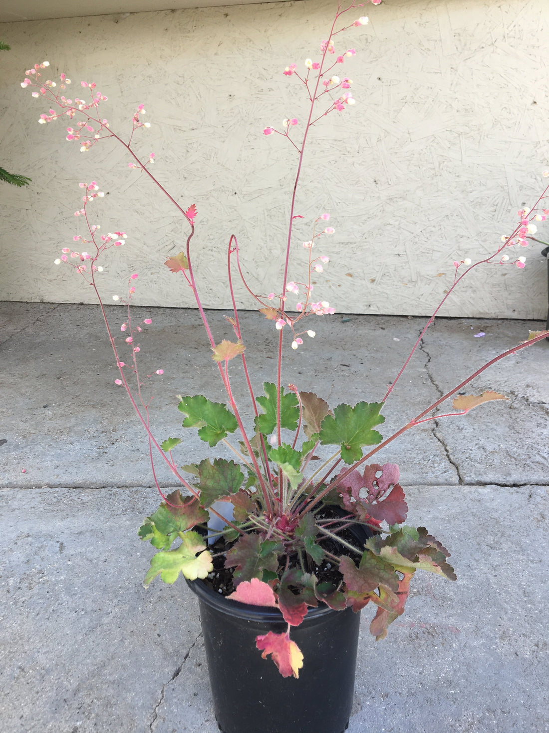 plant heuchera in a pot Heuchera 'Opal' – Plant Material