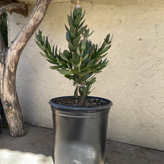 Leucospermum cuneiforme Goldie