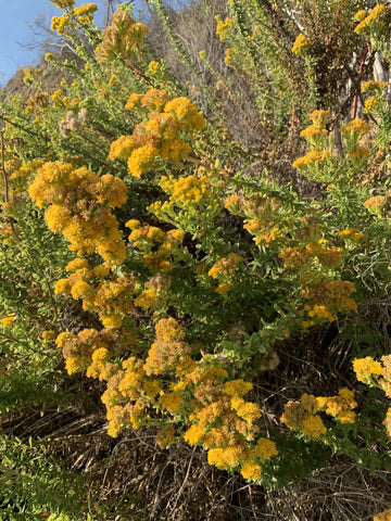 Isocoma menziesii, Menzies goldenbush Yellow Flowers