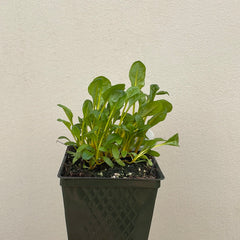 Organic Rainbow Chard - Please call shop for availability