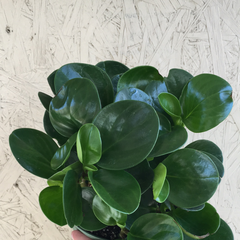 Peperomia Thailand