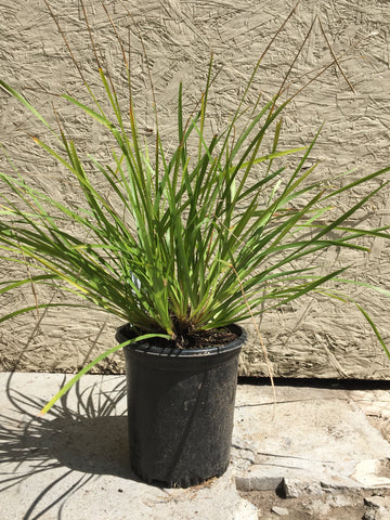 Lomandra longifolia ‘katrinus deluxe’