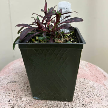 Organic Rosy Jane Guara